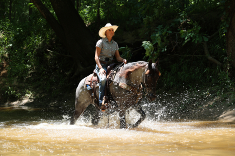 HorseID: 2313897 Bluey - PhotoID: 1099425