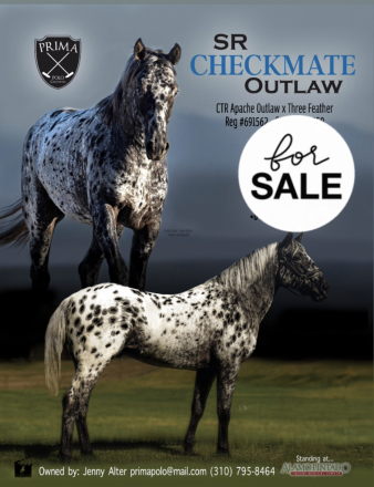 HorseID: 2313908 Checkmate Outlaw - PhotoID: 1099441