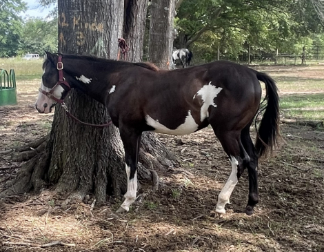 HorseID: 2313913 Boons Black Pearl - PhotoID: 1099447