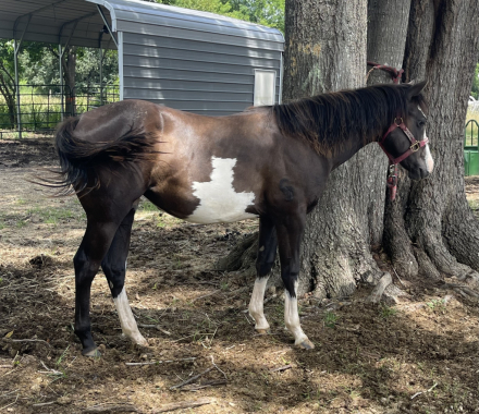HorseID: 2313913 Boons Black Pearl - PhotoID: 1099448