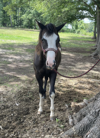 HorseID: 2313913 Boons Black Pearl - PhotoID: 1099449