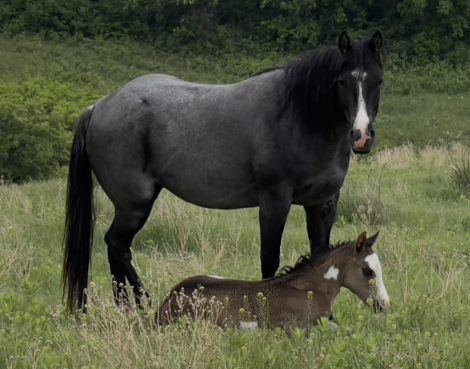 HorseID: 2313913 Boons Black Pearl - PhotoID: 1099450