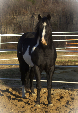 HorseID: 2313913 Boons Black Pearl - PhotoID: 1099451