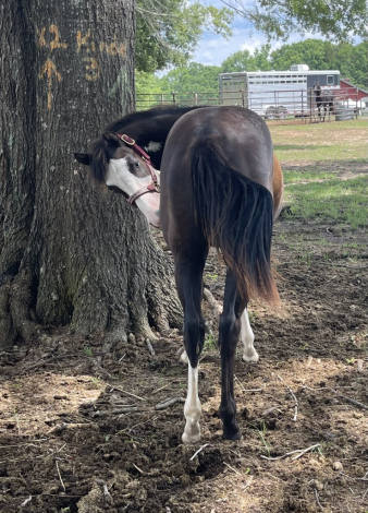 HorseID: 2313913 Boons Black Pearl - PhotoID: 1099452