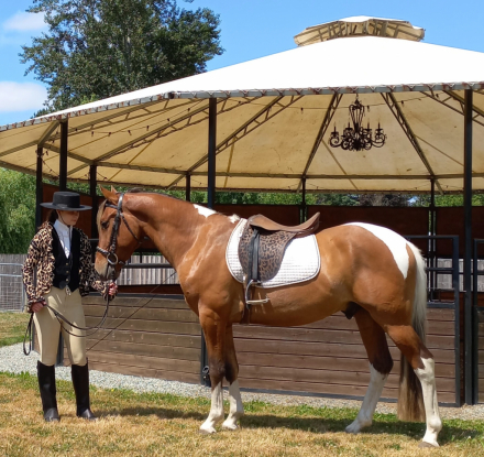HorseID: 2313916 2019 Silver Bay Lusitano X Mustang Geld w/4 socks - PhotoID: 1099453