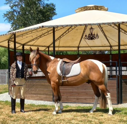 HorseID: 2313916 2019 Silver Bay Lusitano X Mustang Geld w/4 socks - PhotoID: 1099454