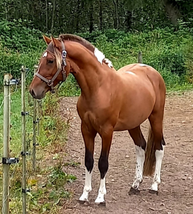 HorseID: 2313916 2019 Silver Bay Lusitano X Mustang Geld w/4 socks - PhotoID: 1099455