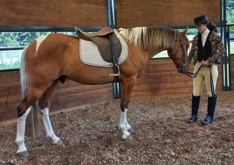 HorseID: 2313916 2019 Silver Bay Lusitano X Mustang Geld w/4 socks - PhotoID: 1099456