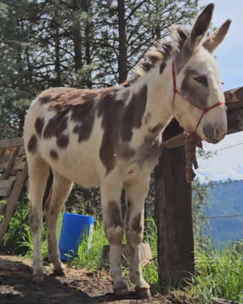 HorseID: 2313917 Fiona - PhotoID: 1099457