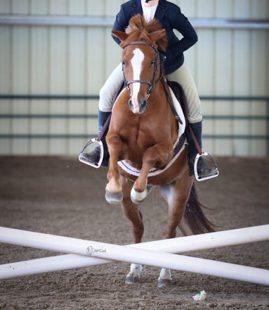HorseID: 2313919 Mulberry Magic - PhotoID: 1099458