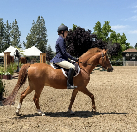 HorseID: 2313919 Mulberry Magic - PhotoID: 1099459