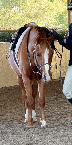HorseID: 2313919 Mulberry Magic - PhotoID: 1099460