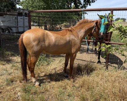 HorseID: 2313919 Mulberry Magic - PhotoID: 1099461