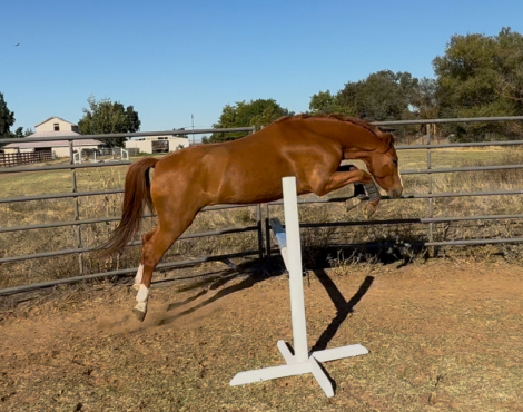 HorseID: 2313919 Mulberry Magic - PhotoID: 1099462