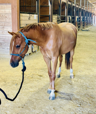 HorseID: 2313919 Mulberry Magic - PhotoID: 1099463