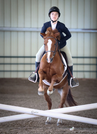 HorseID: 2313919 Mulberry Magic - PhotoID: 1099460