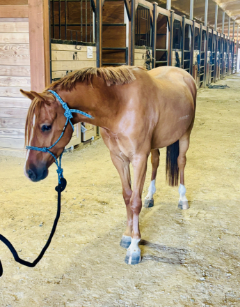 HorseID: 2313919 Mulberry Magic - PhotoID: 1099461