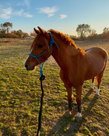 HorseID: 2313919 Mulberry Magic - PhotoID: 1099462