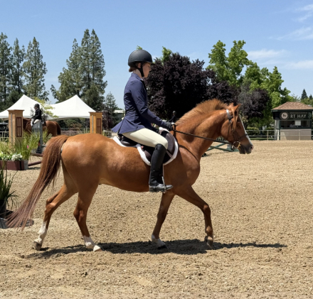 HorseID: 2313919 Mulberry Magic - PhotoID: 1099463