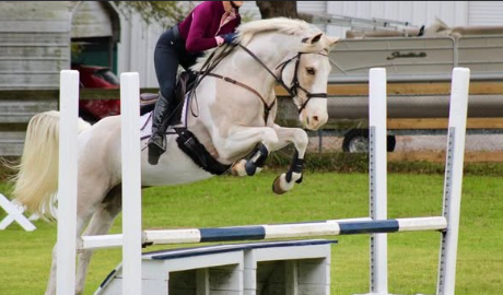 HorseID: 2313920 Scotch On The Rocks - PhotoID: 1099464