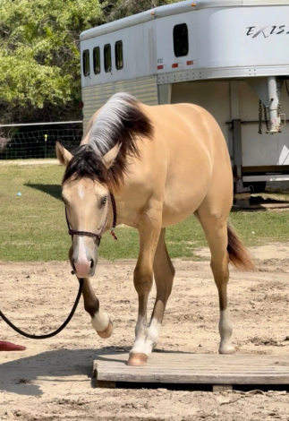 HorseID: 2313922 Tinseltown Charm - PhotoID: 1099466