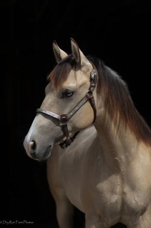 HorseID: 2313922 Tinseltown Charm - PhotoID: 1099467