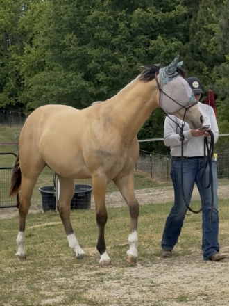 HorseID: 2313922 Tinseltown Charm - PhotoID: 1099468