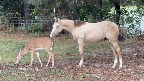 HorseID: 2313922 Tinseltown Charm - PhotoID: 1099469