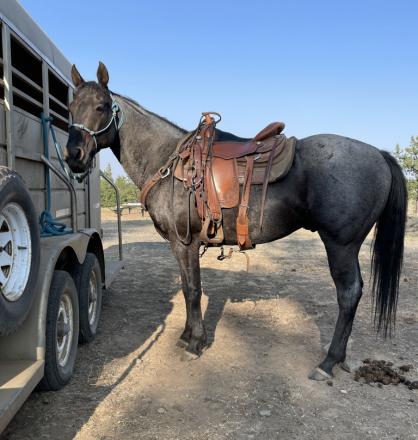 HorseID: 2313923 SMOKIN MOON WHISKEY - PhotoID: 1099472