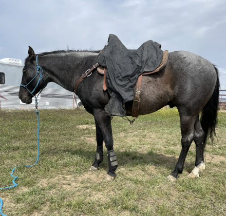 HorseID: 2313923 SMOKIN MOON WHISKEY - PhotoID: 1099473