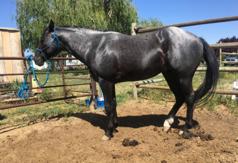 HorseID: 2313923 SMOKIN MOON WHISKEY - PhotoID: 1099474