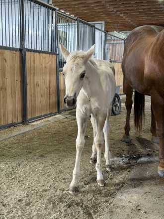 HorseID: 2313927 BR Chex Out My Gold - PhotoID: 1099486
