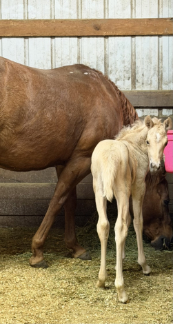 HorseID: 2313927 BR Chex Out My Gold - PhotoID: 1099487