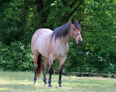 HorseID: 2313928 Ginnin Valentine - PhotoID: 1099480