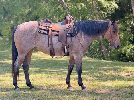 HorseID: 2313928 Ginnin Valentine - PhotoID: 1099481