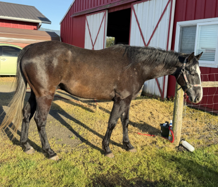 HorseID: 2313929 Dont shade my shine - PhotoID: 1099483