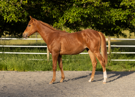 HorseID: 2313931 CATS SPICY LEGACY - PhotoID: 1100176