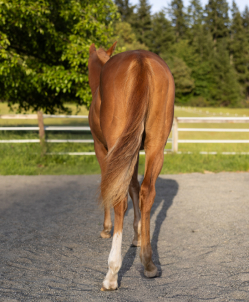 HorseID: 2313931 CATS SPICY LEGACY - PhotoID: 1100177