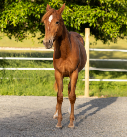 HorseID: 2313931 CATS SPICY LEGACY - PhotoID: 1100178