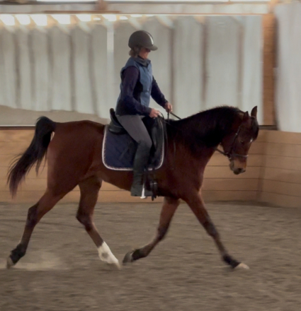 HorseID: 2313934 pshynnia - PhotoID: 1099492