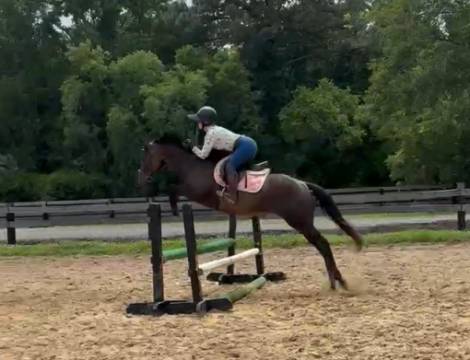 HorseID: 2313940 Rag Doll - PhotoID: 1099496
