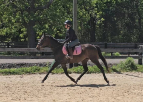HorseID: 2313940 Rag Doll - PhotoID: 1099499