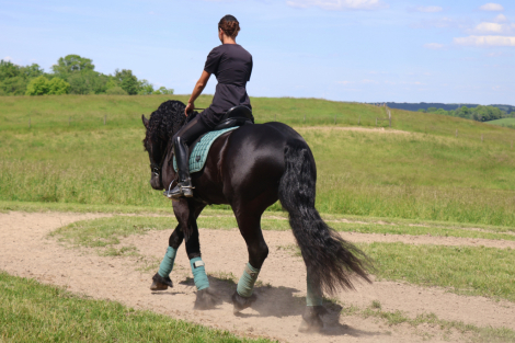 HorseID: 2313955 Naymak SBS - PhotoID: 1099505