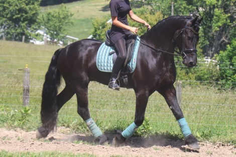 HorseID: 2313955 Naymak SBS - PhotoID: 1099506
