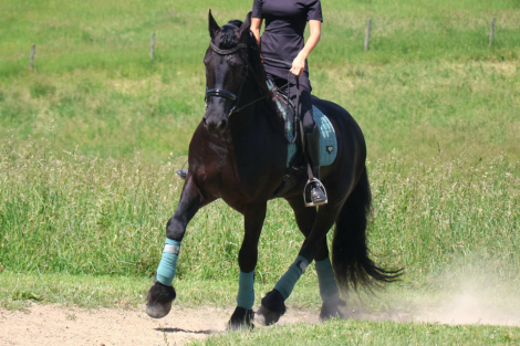 HorseID: 2313955 Naymak SBS - PhotoID: 1099507