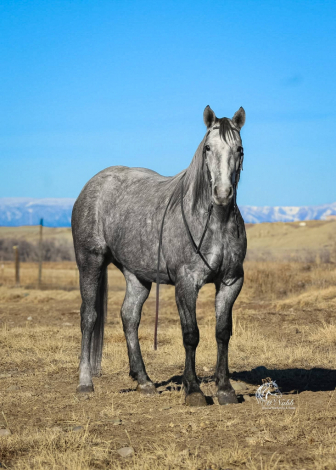 HorseID: 2313959 Steel - PhotoID: 1099509