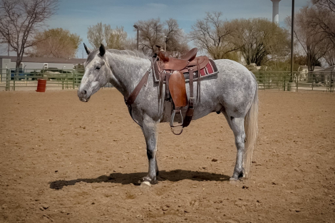 HorseID: 2313959 Steel - PhotoID: 1099510