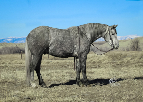 HorseID: 2313959 Steel - PhotoID: 1099511