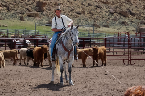 HorseID: 2313959 Steel - PhotoID: 1099512