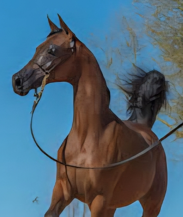HorseID: 2313960 Onnika SCA - PhotoID: 1099513